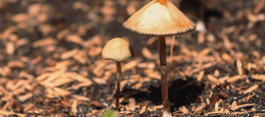 little brown mushrooms growing in forest