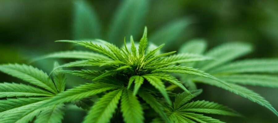shallow focus photography of cannabis plant