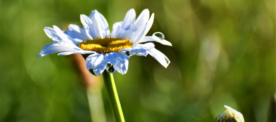 Dew Drop on a petal
