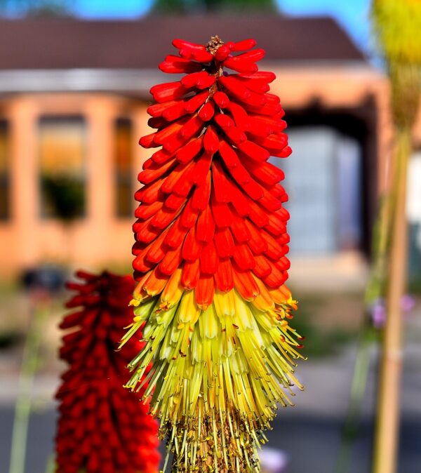 a red hot poker in front perspective